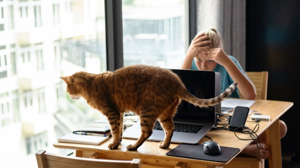 Mon chat a bu de l’alcool : les signes inquiétants à connaître et les gestes d’urgence à faire tout de suite