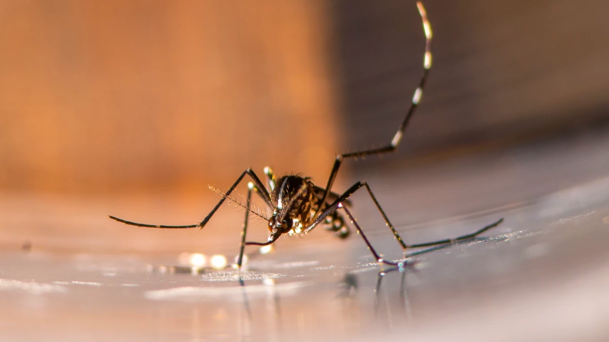 Chikungunya : 220 000 cas et 80 morts, L'OMS confirme la menace épidémique mondiale
