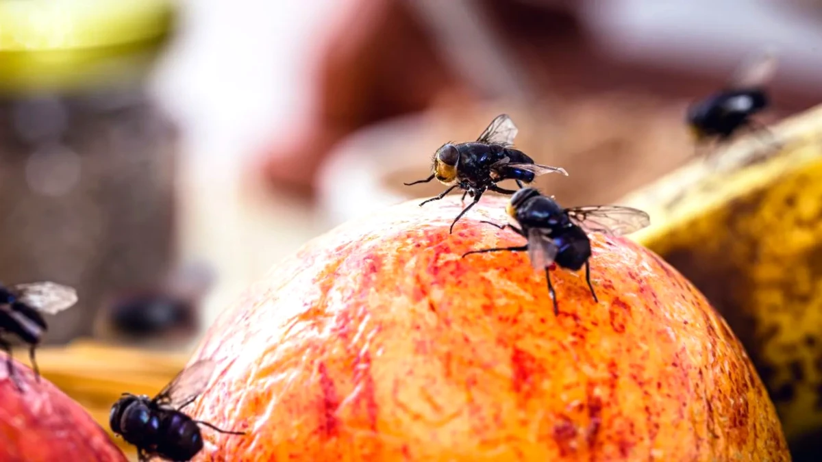 Fini les mouches ! Cette méthode naturelle pour les chasser en 24h chrono fait le buzz