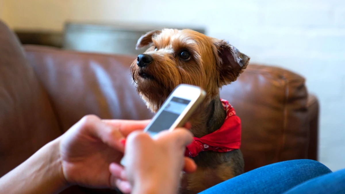 Vie en immeuble avec un chien en 2025 : 4 règles à connaître absolument sous peine de sanction