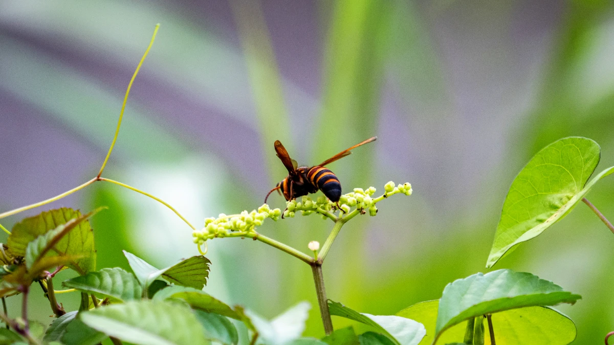 Moustiques, frelons, punaises de lit : Attention à ces insectes qui menacent votre santé
