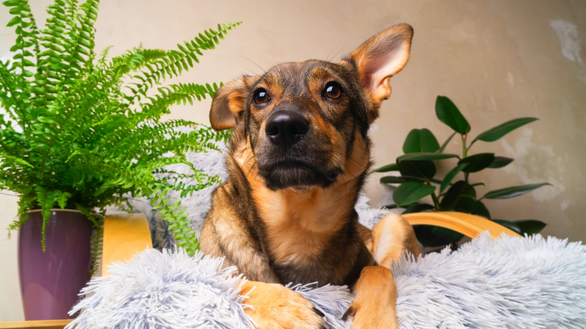 Propriétaires de chiens en Immeuble = problèmes ? Ce qui change vraiment en 2025