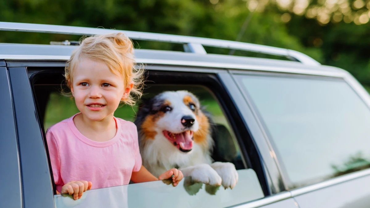 35€ à 150€ d'amende : faut-il vraiment attacher son chien en voiture ?